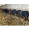 Image 2 : Ferme Canland inc. - 25 Femelles 625 lb