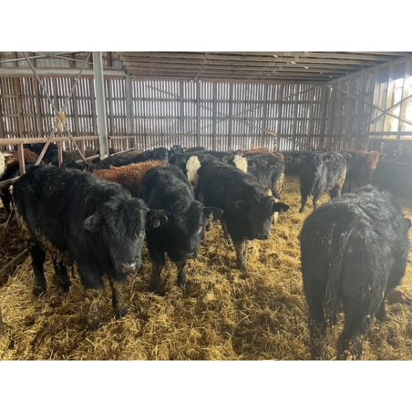 Ranch Danclau - 24 Mâles castrés 715 lb