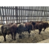 Image 3 : Ferme Lafontaine-Noël - 60 Mâles castrés 750 lb