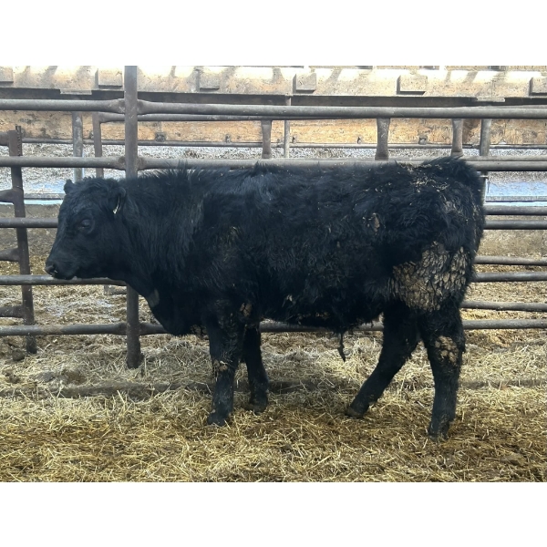 Ferme Claude Isabel inc. - 20 Mâles castrés 670 lb