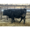 Image 1 : Ferme Claude Isabel inc. - 20 Mâles castrés 670 lb