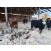 Image 4 : Ferme Plamondon et Fils - 40 Mâles castrés 754 lb