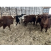 Image 9 : Ferme Lafontaine-Noël - 60 Mâles castrés 750 lb