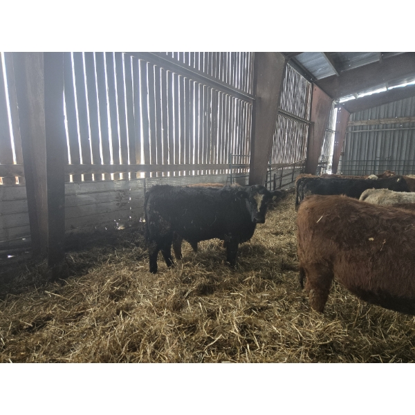 Groupe Tenlo SENC - 23  Mâles castrés 730 lb