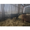 Image 1 : Groupe Tenlo SENC - 23  Mâles castrés 730 lb