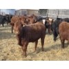 Image 2 : Ferme de la Carpe - 50 Mâles castrés 750 lb