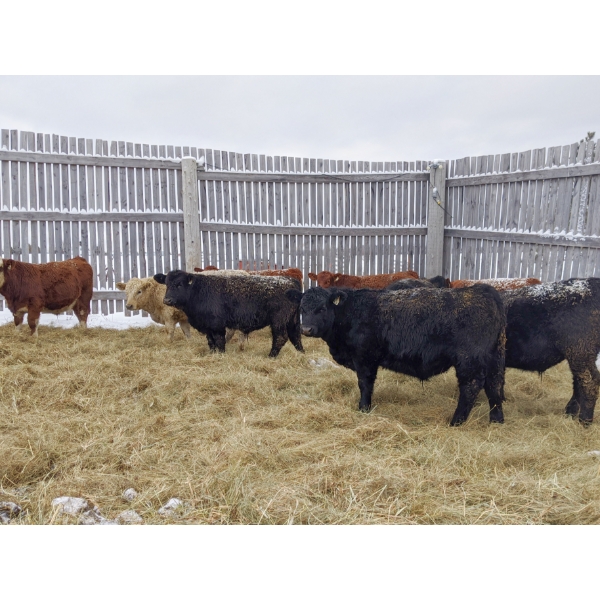 Ferme Chayer - 11 Mâles castrés 670 lb