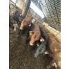 Image 3 : Ferme SG Noël - 70 Femelles 700 lb