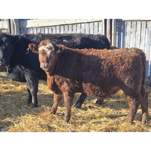 Ferme de la Carpe - 69 Mâles castrés 780 lb