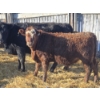 Image 1 : Ferme de la Carpe - 69 Mâles castrés 780 lb