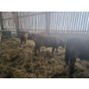 Image 3 : Groupe Tenlo SENC - 23  Mâles castrés 730 lb