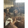 Image 2 : Ferme SG Noël - 75 Femelles 800 lb