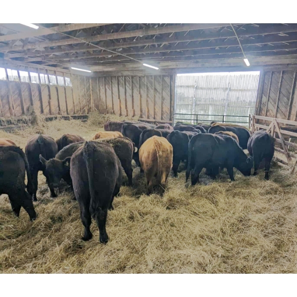 Ferme JMC Sylvain et Fils inc. -  24 Mâles castrés 720 lb