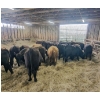 Image 1 : Ferme JMC Sylvain et Fils inc. -  24 Mâles castrés 720 lb