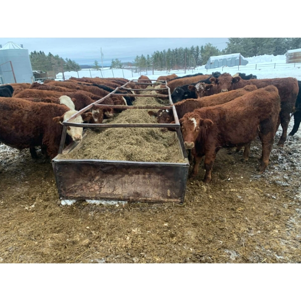 Ferme Canland inc. - 75 Mâles castrés 760 lb