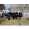 Image 9 : Ferme de la Carpe - 50 Mâles castrés 750 lb