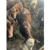 Image 2 : Ferme SG Noël - 70 Femelles 700 lb