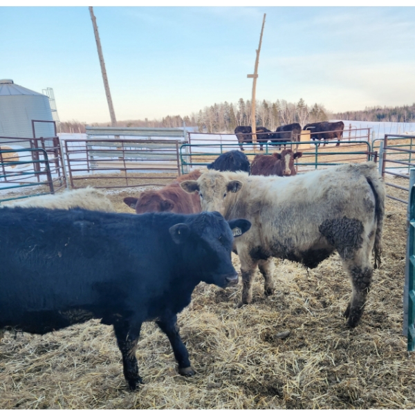 Ferme C.P.L. Viel inc. - 18 Mâles castrés 780 lb