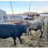 Image 5 : Ferme C.P.L. Viel inc. - 15 Femelles 750 lb