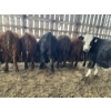 Image 4 : Ferme Lafontaine-Noël - 60 Mâles castrés 750 lb