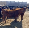 Image 2 : Ferme Y & C SENC. - 35 Femelles 710 lb