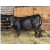 Image 4 : Ferme BCA senc - 16 Mâles castrés 703 lb