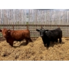 Image 2 : Mathis Lachaine - 35 Mâles castrés 774 lb