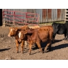 Image 3 : Ferme Norjie SENC -12 Mâles castrés 650 lb