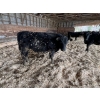 Image 6 : Ferme Plamondon et Fils - 40 Mâles castrés 754 lb