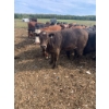 Image 2 : Ferme Boilard inc. - 15 Femelles 725 lb
