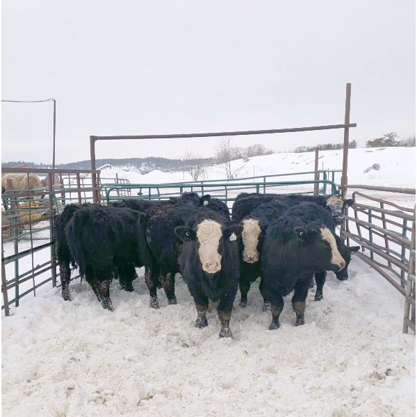 9479-8972 Québec inc. (Ferme l'étoile Blonde inc.) - 10 Mâles castrés 745 lb