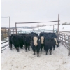 Image 1 : 9479-8972 Québec inc. (Ferme l'étoile Blonde inc.) - 10 Mâles castrés 745 lb