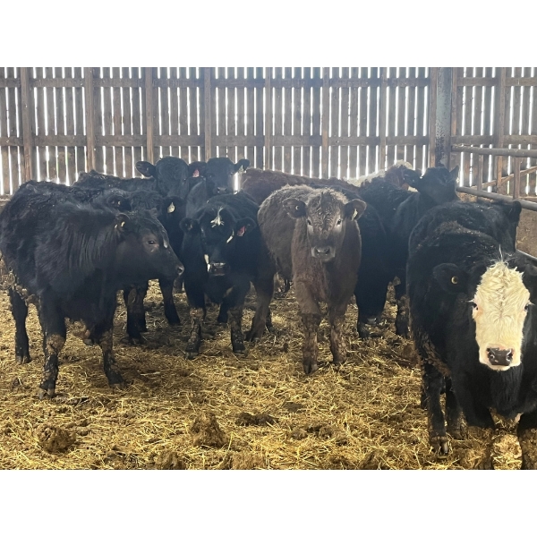 Ranch Danclau - 11 Femelles 770 lb