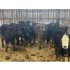Image 1 : Ranch Danclau - 11 Femelles 770 lb