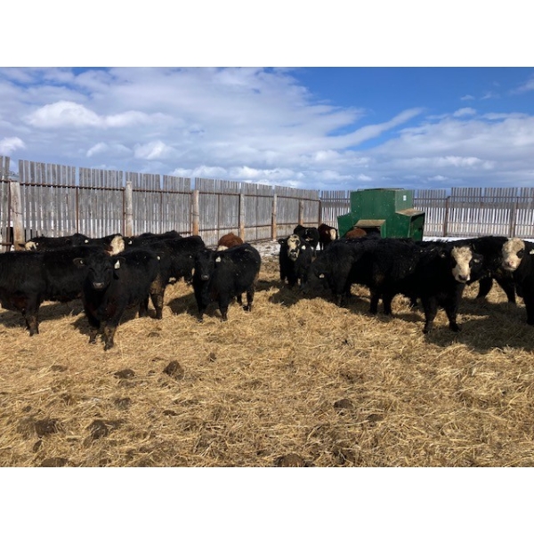 Barrette et Frère S.E.N.C. - 20 Mâles castrés 750 lb