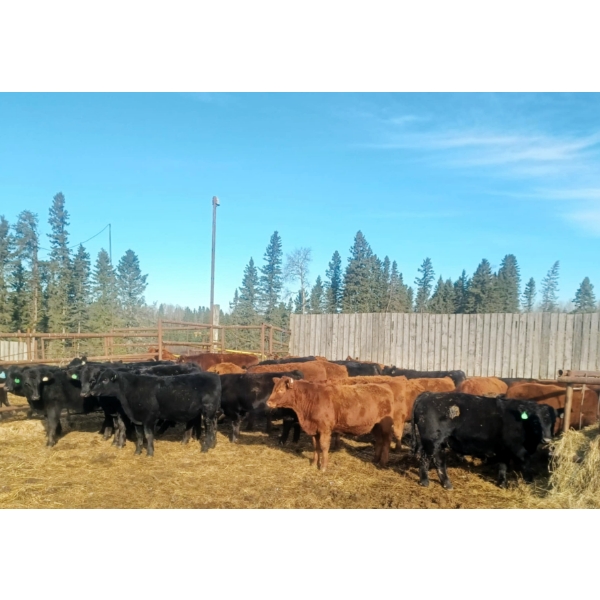 Vincent Boisvert - 55 Mâles castrés 725 lb