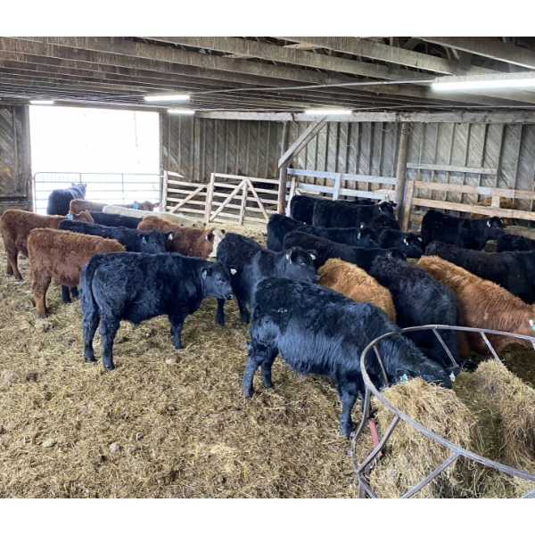 Ferme JMC Sylvain et Fils inc. -  20 Mâles castrés 770 lb