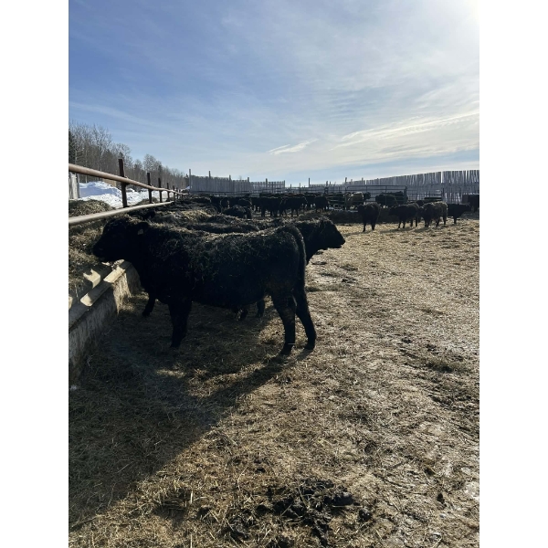 Ferme Y & C SENC. - 75 Mâles castrés 800 lb