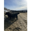 Image 1 : Ferme Y & C SENC. - 75 Mâles castrés 800 lb