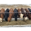 Image 1 : Ferme Canland inc. - 20 Femelles 750 lb