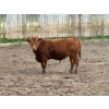 Image 5 : Félix Bibeau Rondeau - 13 Mâles castrés 906 lb