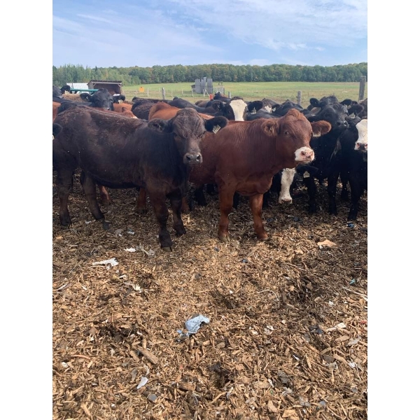 Ferme Boilard inc. - 25 Mâles castrés 775 lb
