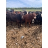 Image 1 : Ferme Boilard inc. - 25 Mâles castrés 775 lb