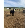 Image 4 : Ferme Boilard inc. - 25 Mâles castrés 775 lb