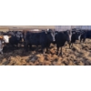 Image 2 : Frédéric Gagné - 13 Mâles castrés 750 lb