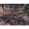 Image 3 : Huge 4' Metal Stand & Wind Chime, Metal Pig,  & More