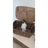Image 2 : PICKUP IN NORTHFIELD - Pair Of wicker Baskets As Shown Excellent Condition - See Pics