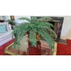 Image 2 : 3 Pcs - Plant - Brass Bucket & Rosewood Stand - Palm Tree Overall 53" Tall