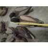 Image 7 : Eleven Life Size Floating Duck Decoys 