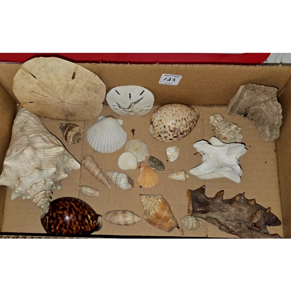 Assortment of Sea Shells and Bone incl Large Vertebra